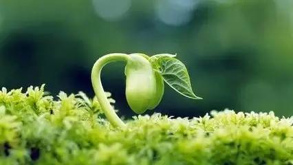 植物激素檢測